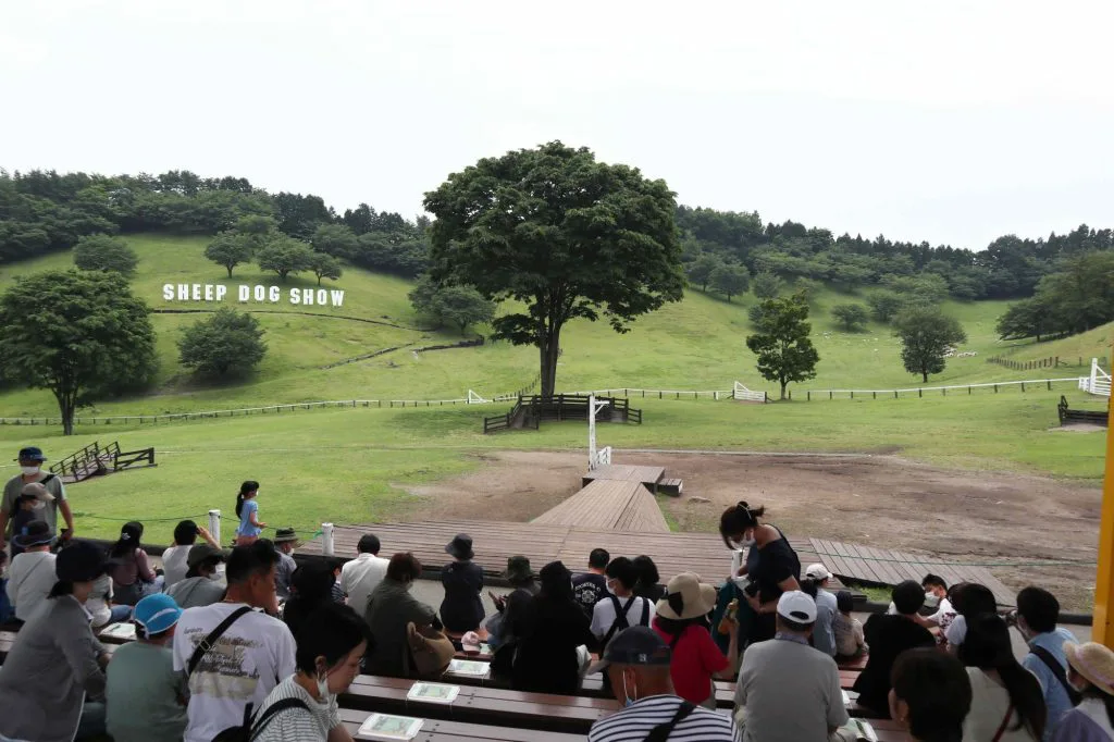 プログラムⅢ シープドックショー見学