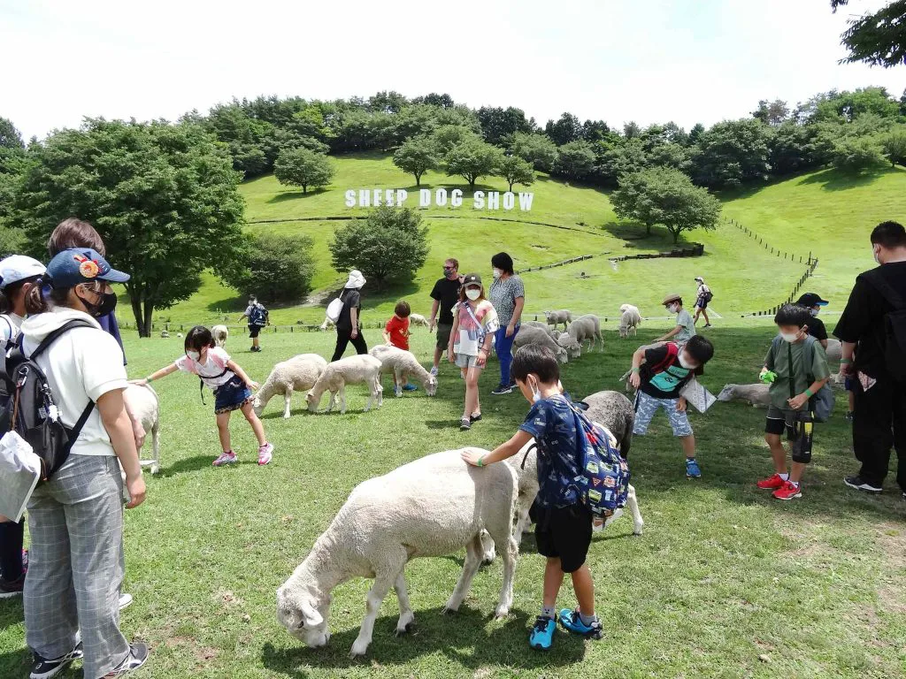 プログラムⅢ シープドックショー見学