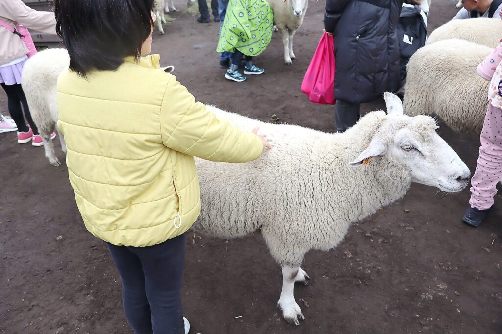 シープドッグショー観覧